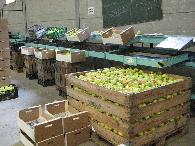 Cooperativa de manzanas. Cultivo de manzanos y mantenimiento de tierras.