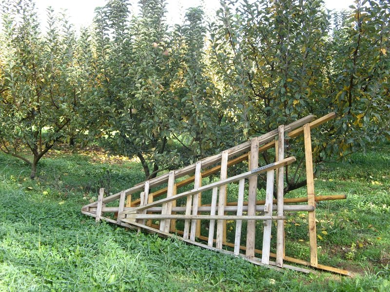 trabajando la tierra para cultivar manzanas. 2